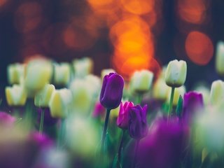 Обои цветы, весна, тюльпаны, клумба, flowers, spring, tulips, flowerbed разрешение 2000x1333 Загрузить