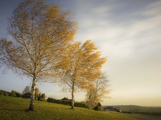 Обои деревья, березы, осень, trees, birch, autumn разрешение 3051x1704 Загрузить
