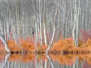 Обои деревья, кусты, осень, сша, trees, the bushes, autumn, usa разрешение 5716x3215 Загрузить