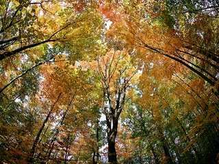 Обои деревья, лес, листья, осень, trees, forest, leaves, autumn разрешение 3072x2048 Загрузить