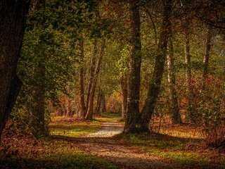 Обои деревья, лес, парк, листва, осень, тропинка, trees, forest, park, foliage, autumn, path разрешение 3840x2160 Загрузить