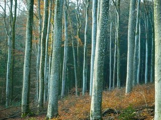 Обои деревья, лес, стволы, trees, forest, trunks разрешение 3840x2160 Загрузить