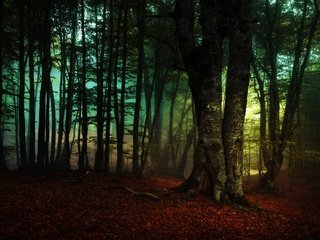 Обои деревья, лес, туман, ветки, листва, осень, trees, forest, fog, branches, foliage, autumn разрешение 3840x2160 Загрузить