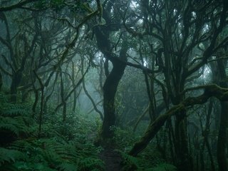 Обои деревья, природа, лес, туман, ветки, тропинка, папоротник, trees, nature, forest, fog, branches, path, fern разрешение 3840x2160 Загрузить