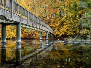 Обои деревья, река, лес, парк, мост, осень, германия, trees, river, forest, park, bridge, autumn, germany разрешение 2480x1653 Загрузить