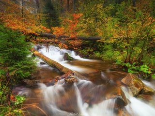 Обои деревья, река, природа, камни, лес, осень, польша, trees, river, nature, stones, forest, autumn, poland разрешение 2048x1333 Загрузить