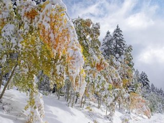 Обои деревья, снег, лес, зима, trees, snow, forest, winter разрешение 3840x2160 Загрузить