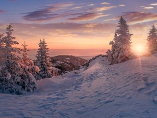 Обои деревья, снег, закат, зима, ели, сугробы, trees, snow, sunset, winter, ate, the snow разрешение 2184x1080 Загрузить