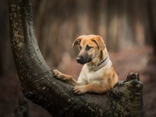 Обои дерево, собака, боке, tree, dog, bokeh разрешение 6162x4108 Загрузить