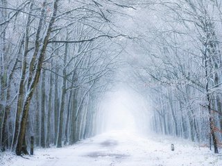 Обои дорога, лес, зима, туман, road, forest, winter, fog разрешение 3840x2160 Загрузить