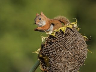 Обои фон, подсолнух, белка, семечки, background, sunflower, protein, seeds разрешение 4096x2902 Загрузить