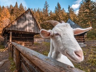 Обои фон, забор, козел, background, the fence, goat разрешение 1977x1325 Загрузить