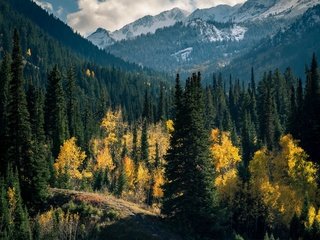 Обои горы, лес, mountains, forest разрешение 3840x2160 Загрузить