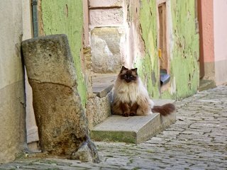 Обои кошка, улица, дом, cat, street, house разрешение 2048x1365 Загрузить