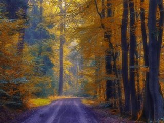 Обои дорога, деревья, лес, осень, road, trees, forest, autumn разрешение 3840x2160 Загрузить