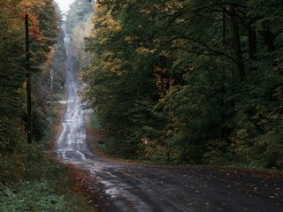 Обои лес, осень, forest, autumn разрешение 3840x2160 Загрузить