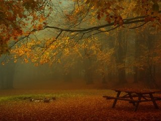 Обои лес, парк, туман, ветки, листва, осень, стол, скамейки, forest, park, fog, branches, foliage, autumn, table, benches разрешение 3840x2160 Загрузить