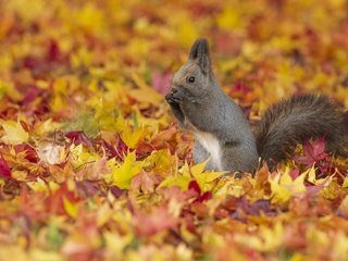 Обои листья, листва, осень, серая, белка, желтые, осенние листья, leaves, foliage, autumn, grey, protein, yellow, autumn leaves разрешение 2000x1333 Загрузить