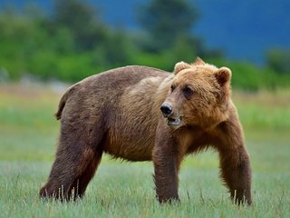 Обои медведь, поляна, бурый, bear, glade, brown разрешение 3840x2563 Загрузить