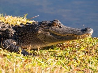 Обои морда, берег, водоем, крокодил, face, shore, pond, crocodile разрешение 6000x4000 Загрузить