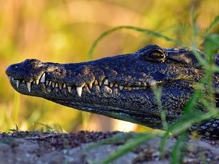 Обои морда, профиль, крокодил, face, profile, crocodile разрешение 2880x1923 Загрузить