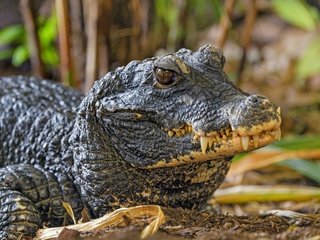 Обои морда, взгляд, зубы, крокодил, рептилия, face, look, teeth, crocodile, reptile разрешение 5568x3712 Загрузить