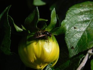 Обои насекомое, цветок, георгина, оса, insect, flower, dahlia, osa разрешение 4608x3456 Загрузить