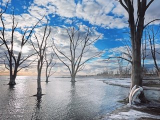 Обои небо, деревья, природа, the sky, trees, nature разрешение 3840x2160 Загрузить