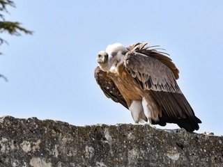 Обои небо, гриф, птица, хищная, the sky, grif, bird, predatory разрешение 2880x1920 Загрузить