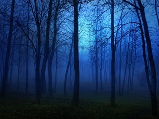 Обои ночь, деревья, природа, лес, туман, ветки, темно, night, trees, nature, forest, fog, branches, dark разрешение 1920x1080 Загрузить