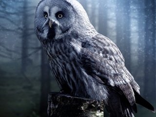 Обои ночь, неясыть, сова, лес, туман, взгляд, птица, сумерки, пень, night, owl, forest, fog, look, bird, twilight, stump разрешение 1920x1920 Загрузить