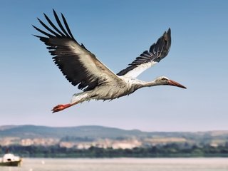 Обои полет, птица, аист, flight, bird, stork разрешение 3444x2260 Загрузить