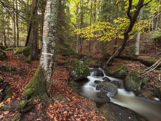 Обои природа, камни, лес, ручей, осень, nature, stones, forest, stream, autumn разрешение 1920x1280 Загрузить