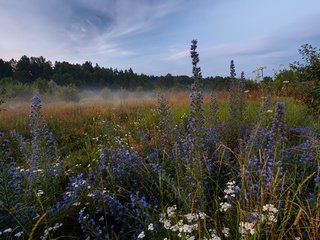 Обои природа, лес, пейзаж, утро, туман, луг, травы, nature, forest, landscape, morning, fog, meadow, grass разрешение 1920x1280 Загрузить