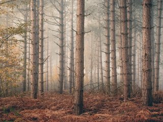 Обои природа, лес, nature, forest разрешение 3840x2160 Загрузить