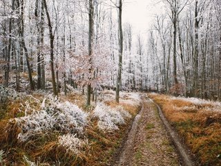 Обои природа, лес, nature, forest разрешение 3840x2160 Загрузить