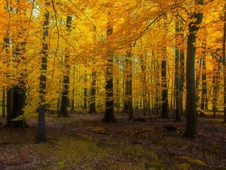 Обои природа, лес, nature, forest разрешение 3840x2160 Загрузить