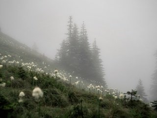 Обои природа, туман, осень, nature, fog, autumn разрешение 3840x2160 Загрузить