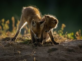 Обои природа, животные, пара, детеныши, лисята, nature, animals, pair, cubs разрешение 2047x1365 Загрузить