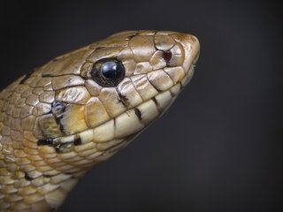 Обои природа, змея, nature, snake разрешение 3840x2160 Загрузить