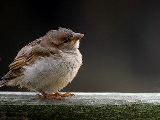 Обои птица, воробей, bird, sparrow разрешение 3840x2160 Загрузить