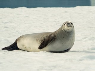 Обои снег, берег, зима, водоем, мордашка, тюлень, морской котик, snow, shore, winter, pond, face, seal, navy seal разрешение 3840x2160 Загрузить