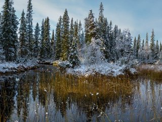 Обои снег, природа, лес, осень, snow, nature, forest, autumn разрешение 3840x2160 Загрузить