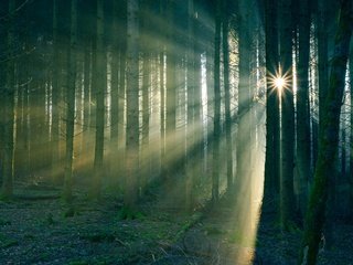 Обои солнце, лес, туман, стволы, the sun, forest, fog, trunks разрешение 3840x2160 Загрузить