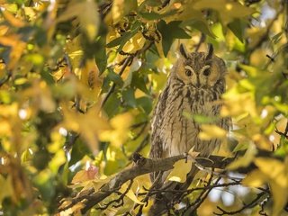 Обои сова, осень, птица, owl, autumn, bird разрешение 2048x1250 Загрузить