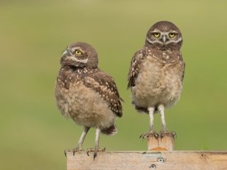 Обои сова, забор, доски, птицы, совы, сыч, сычи, owl, the fence, board, birds, owls разрешение 4053x2605 Загрузить