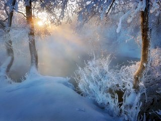 Обои свет, утро, деревья, туман, озеро, ветки, солнце, стволы, снег, мороз, берег, рассвет, зима, иней, пруд, лучи, light, morning, trees, fog, lake, branches, the sun, trunks, snow, frost, shore, dawn, winter, pond, rays разрешение 1920x1282 Загрузить