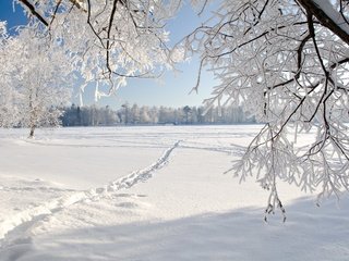 Обои свет, мороз, деревья, иней, тропинка, снег, сугробы, лес, зима, поле, ветки, ветви, light, frost, trees, path, snow, the snow, forest, winter, field, branches, branch разрешение 2880x1620 Загрузить