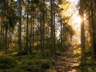Обои свет, лес, осень, light, forest, autumn разрешение 2048x1152 Загрузить