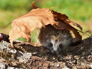 Обои свет, мордочка, листок, осень, ежик, бревно, еж, выглядывает, light, muzzle, leaf, autumn, hedgehog, log, peeps разрешение 6000x4000 Загрузить